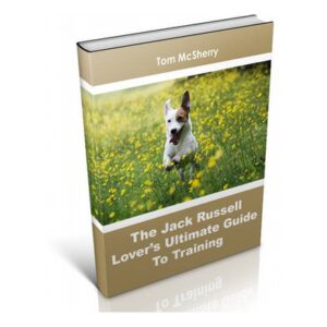 Guide To Train Jack Russells